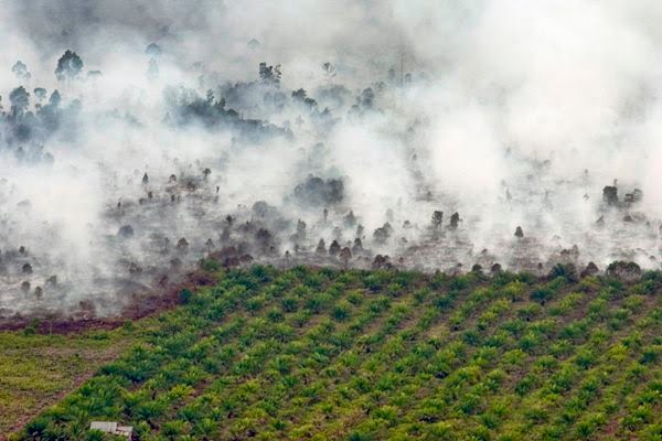 lahan terbakar